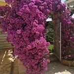 Bed & Breakfast House Salento 3*