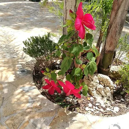 House Salento Alojamento de Acomodação e Pequeno-almoço 3*